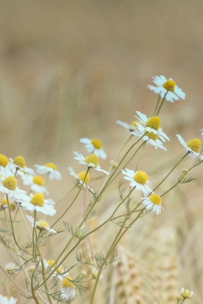 flowers, chamomille, bloom-8498280.jpg